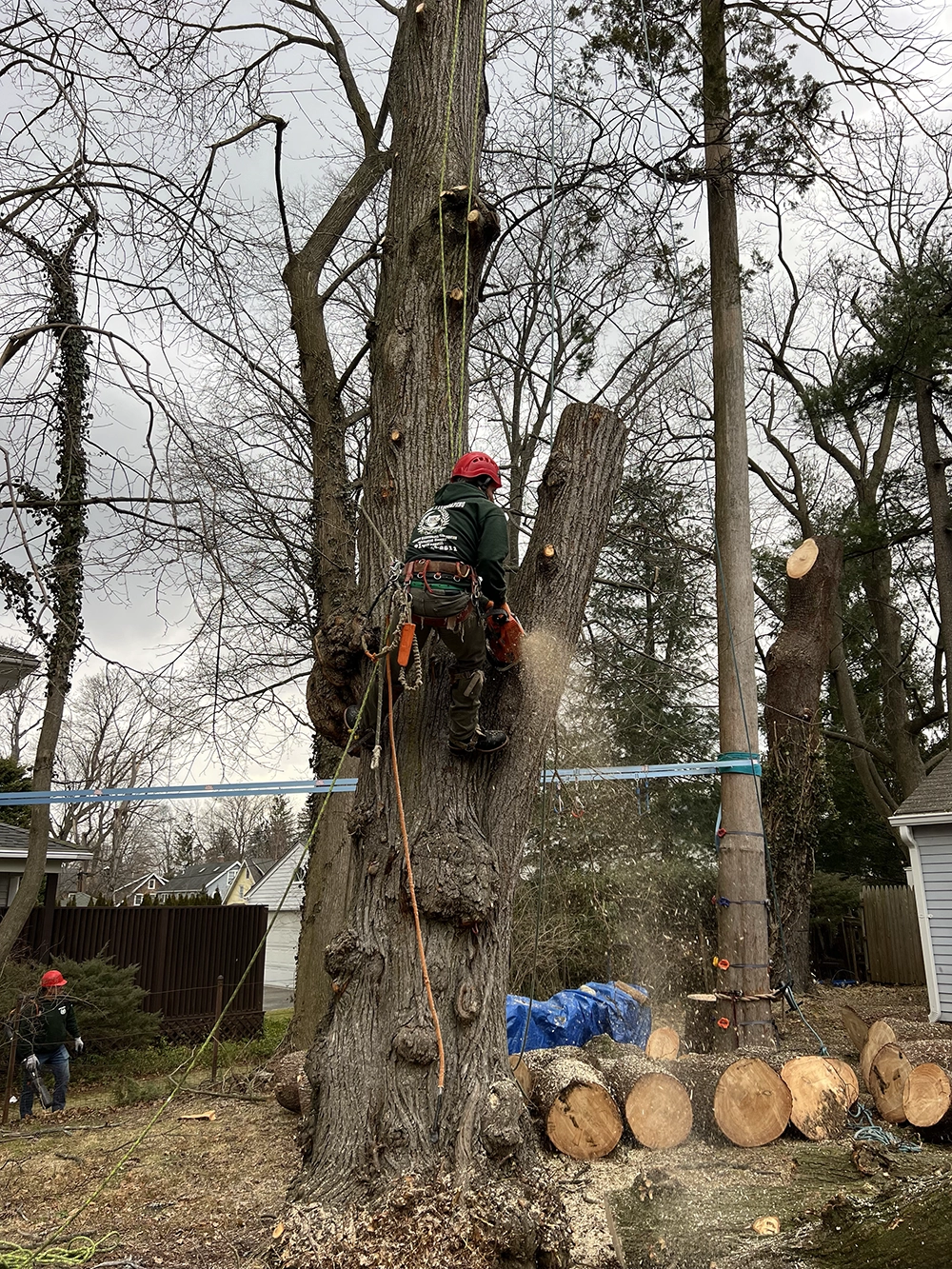Rangel Tree Removal Work Greenwich CT