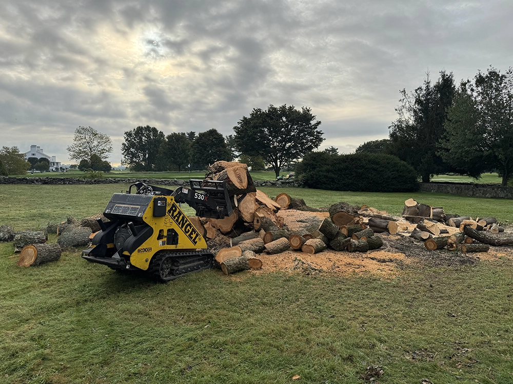 Tree Removal Stamford CT