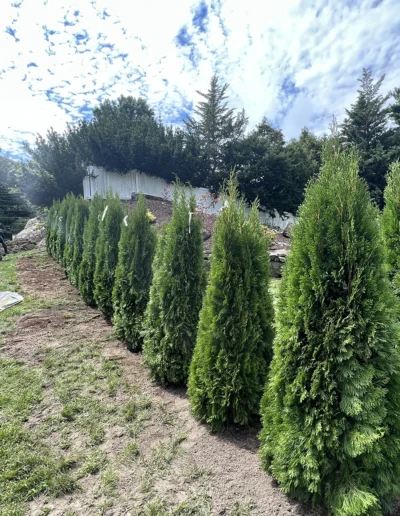 Planting and Landscaping stamford and Greenwich CT