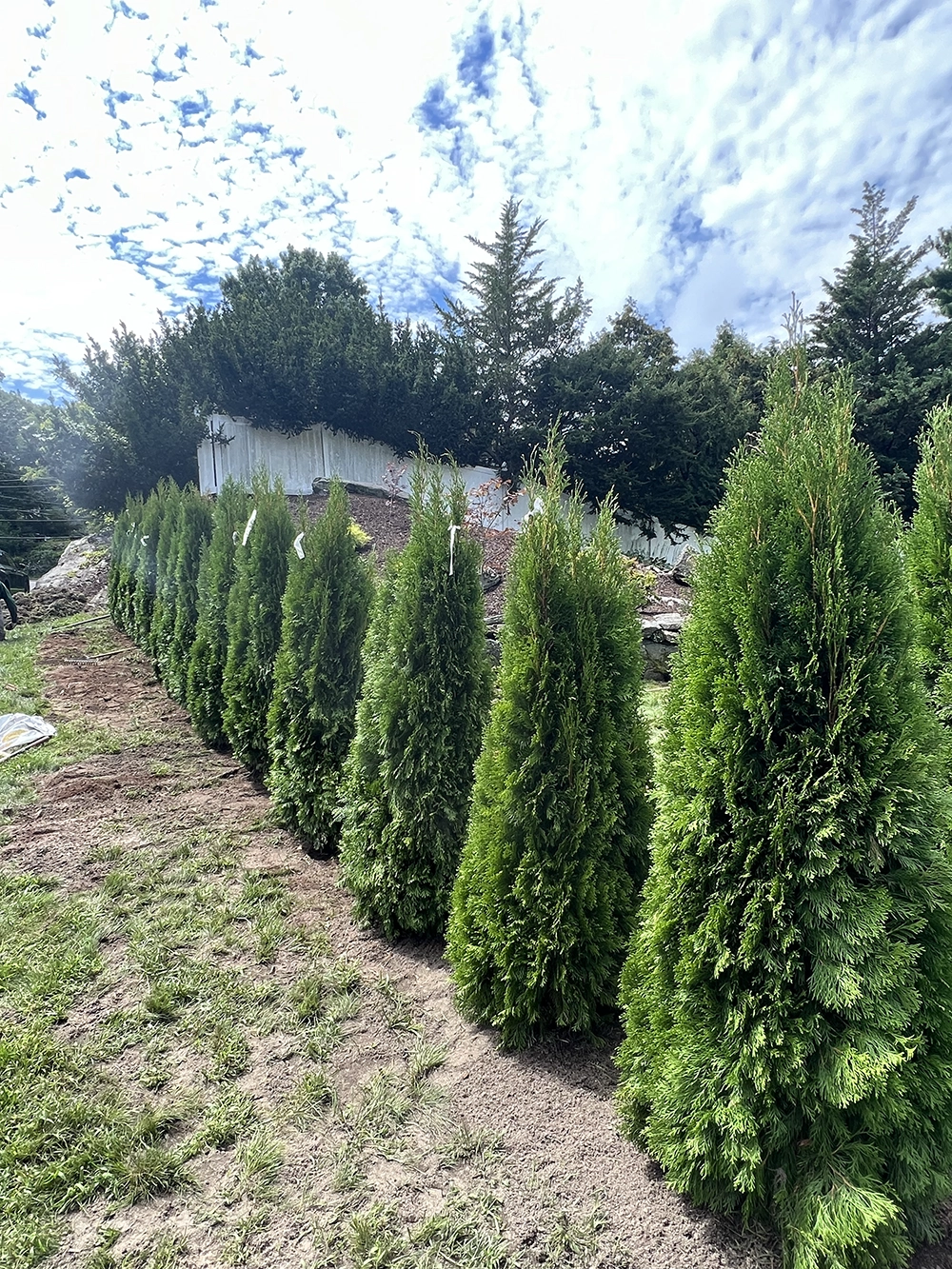 Planting and Landscaping stamford and Greenwich CT