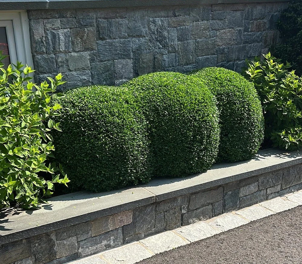 Trimming Services Greenwich CT