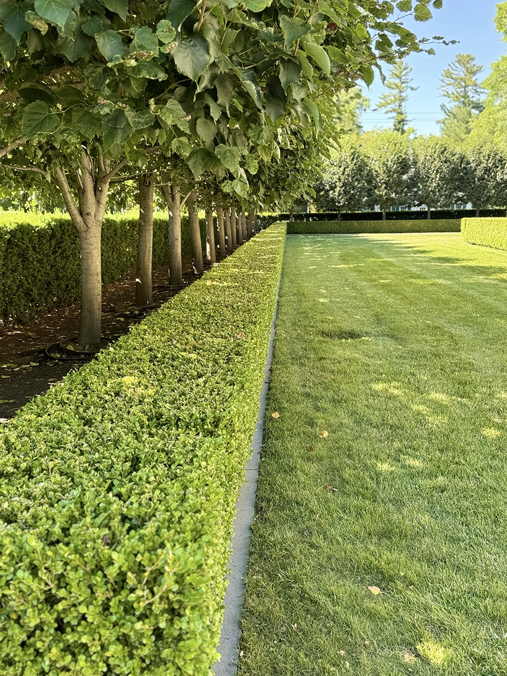 Trimming Services in Stamford and Greenwich CT