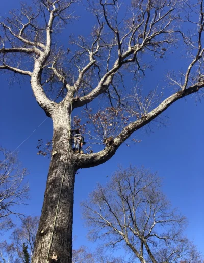Tree Trimming Service