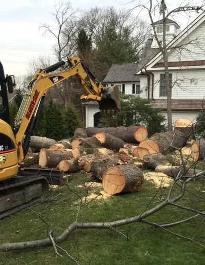 Safe Tree Removal CT