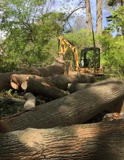 Safe Tree Removal